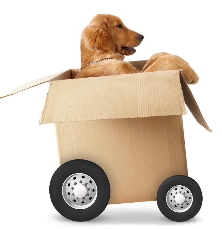 Ein brauner Hund sitzt in einem Pappkarton mit Rädern